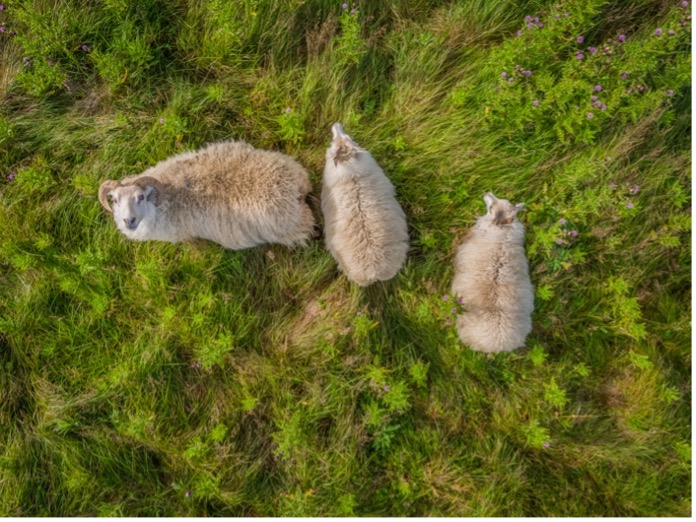 100% pure, natural and renewable wool