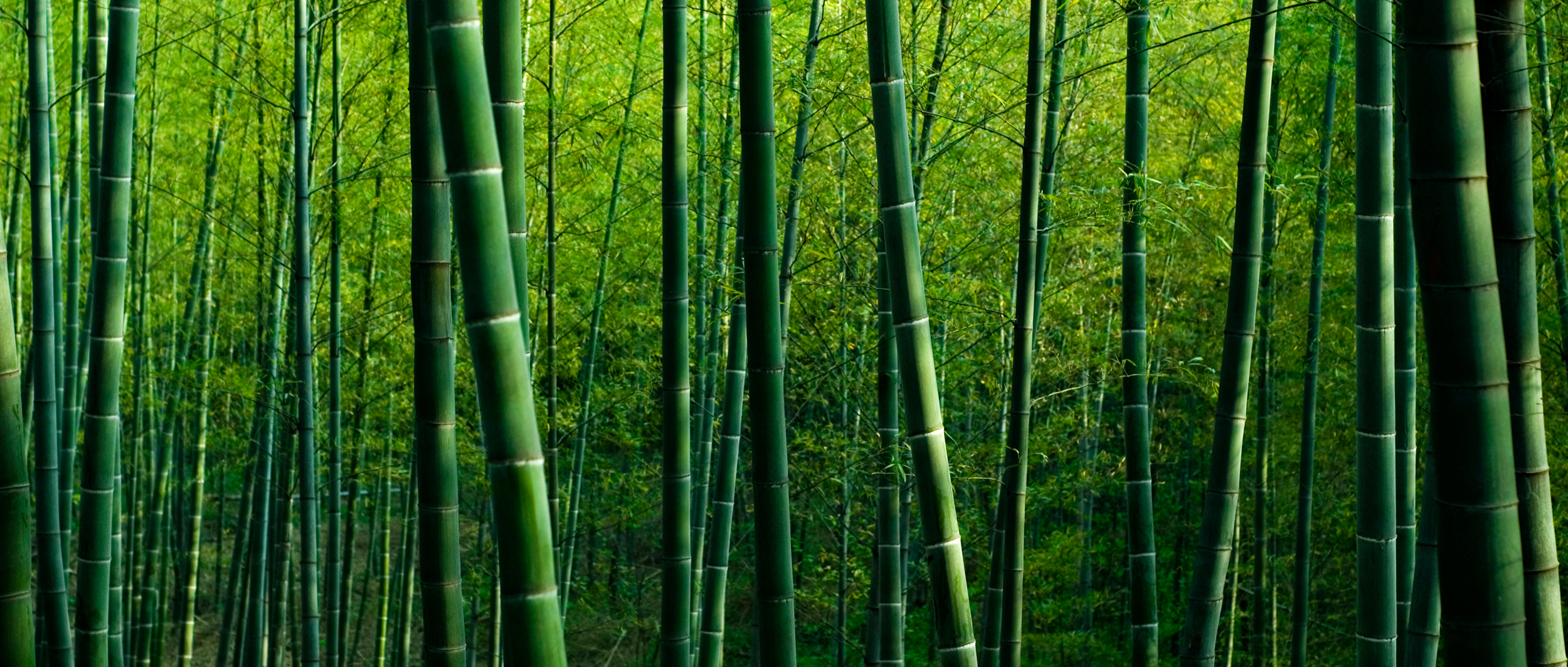 Sustainability is woven into our mindsets and carpets