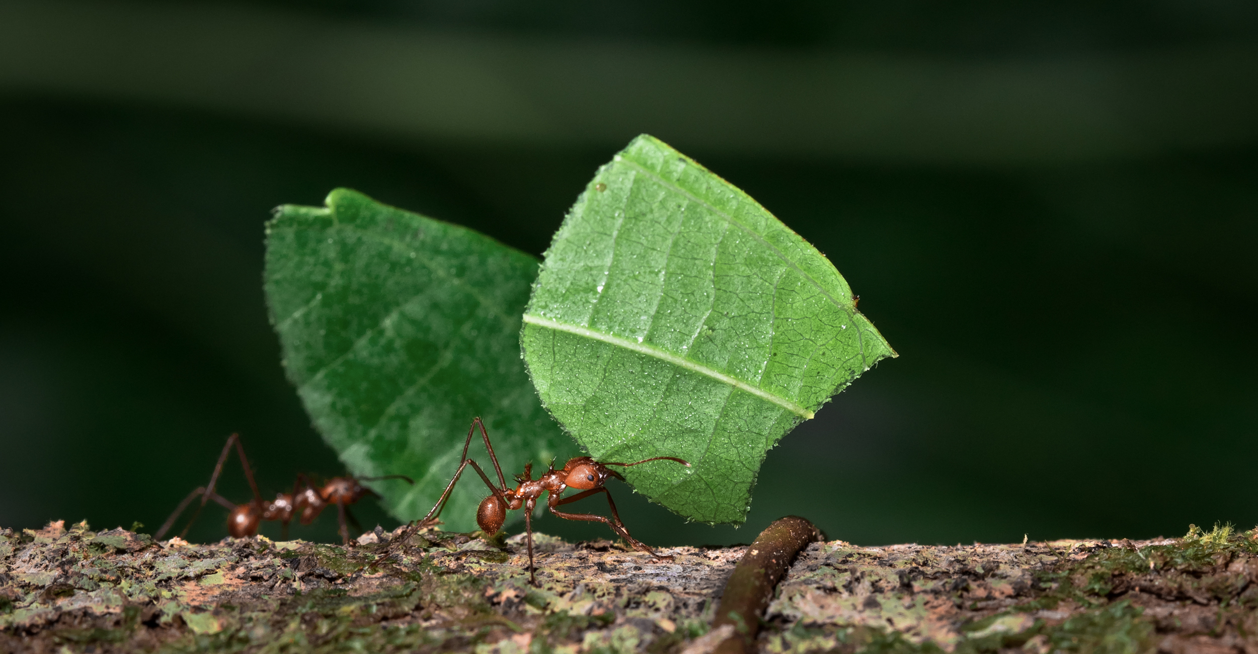 Green transport
