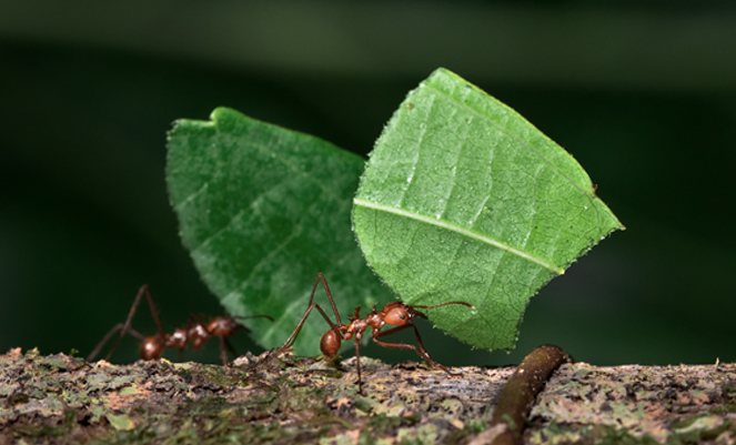 Green transportation